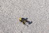 Gravillon grain de riz 2/6 et 3/6